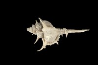 藏品(海峽骨螺)的圖片